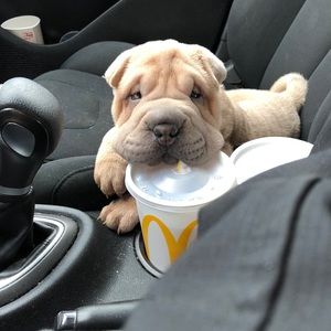 Meet your Posher, Adrienne